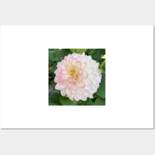 Soft Pink, Yellow And White Dahlia Bloom Posters and Art